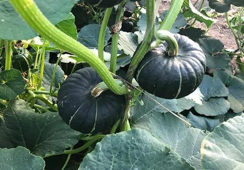 吃网红大瓜的网站,大瓜网站带你领略幕后风云  第2张